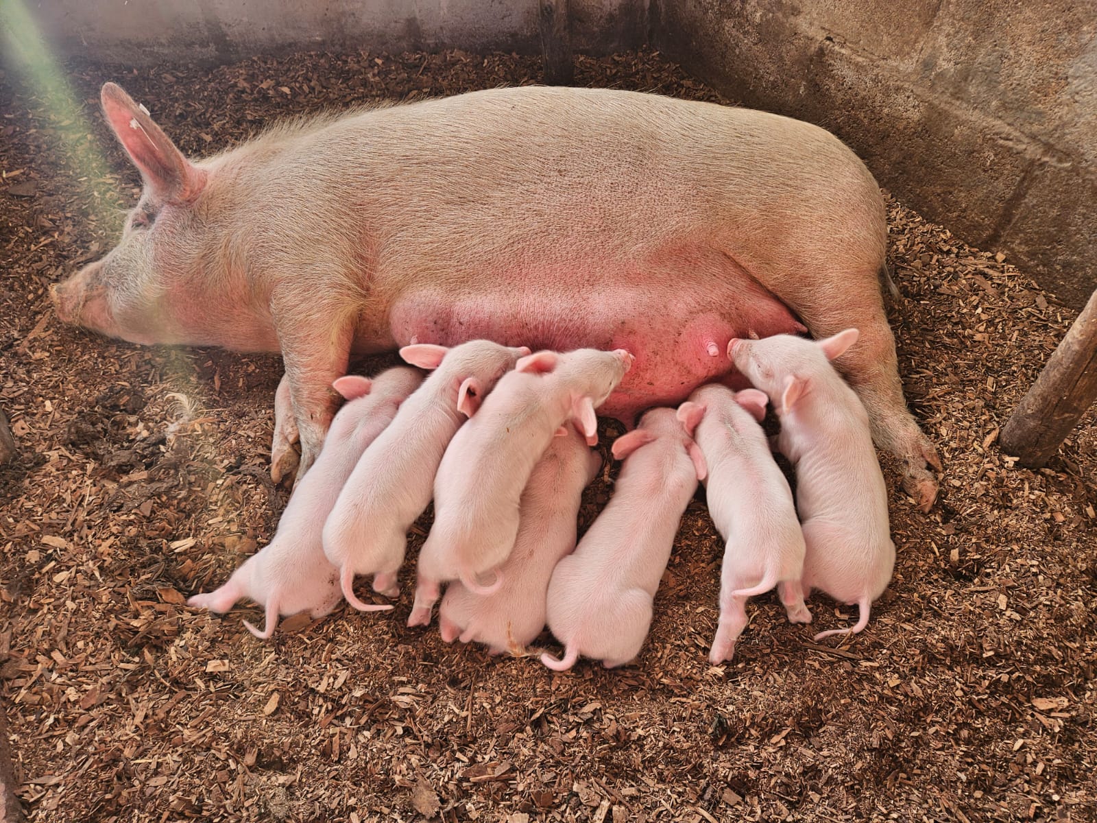 Piglets at Amadeus Farm